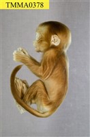 藏品(臺灣獼猴)的圖片